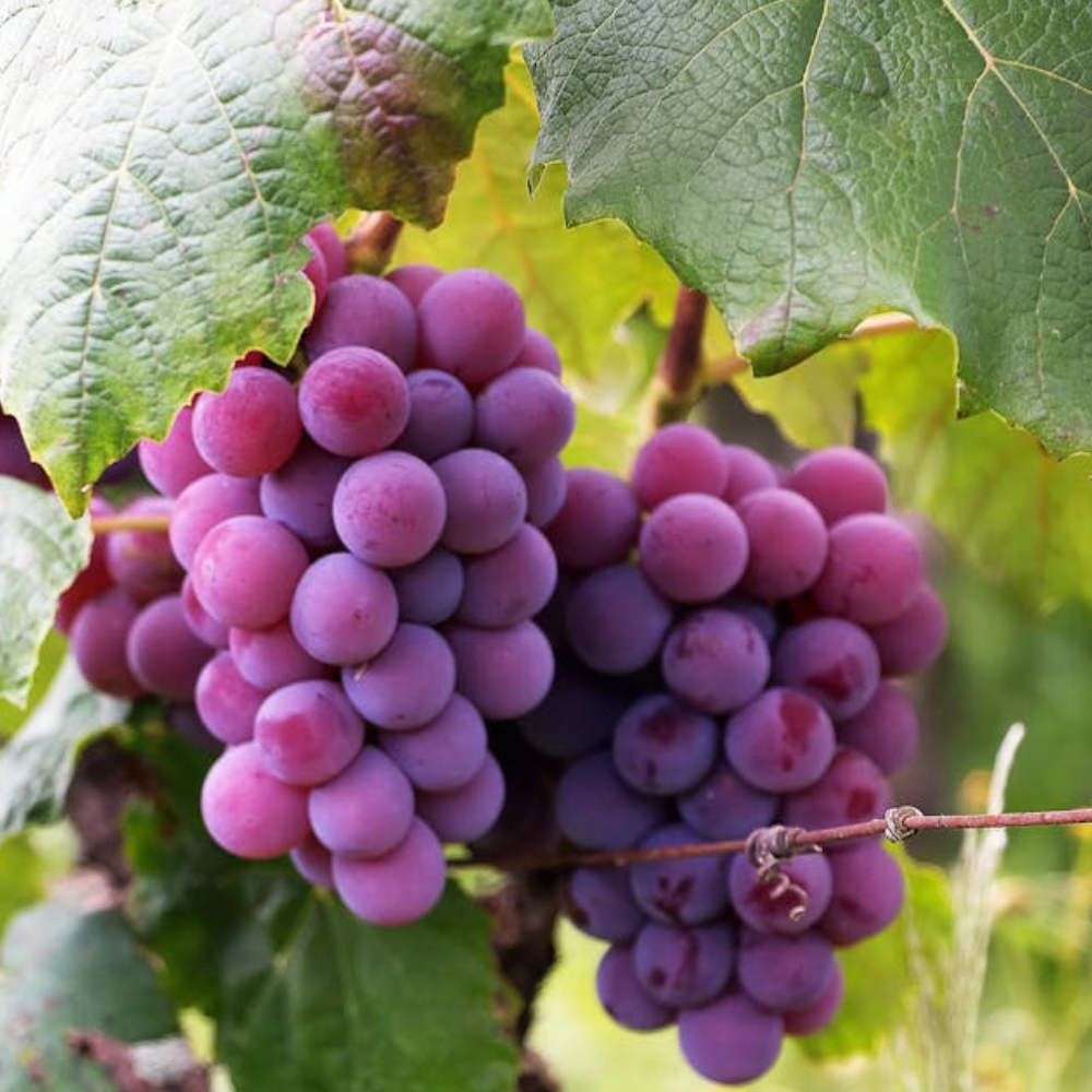 Grape